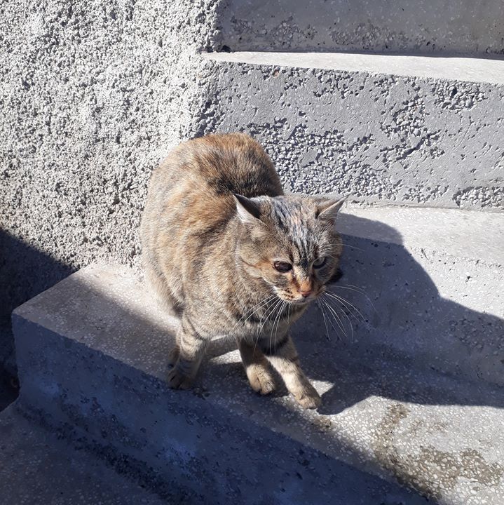Süleyman