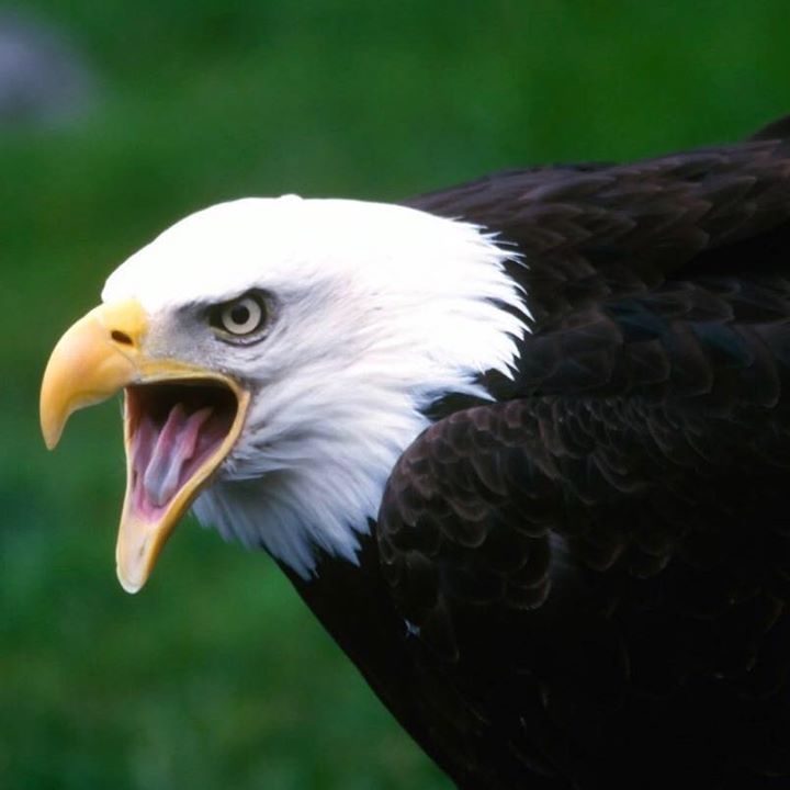 Kartal