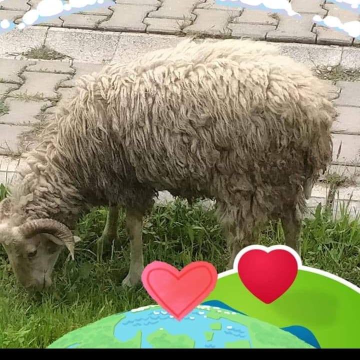 Celal