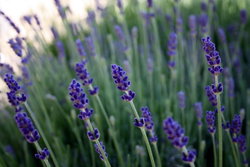 Melisa