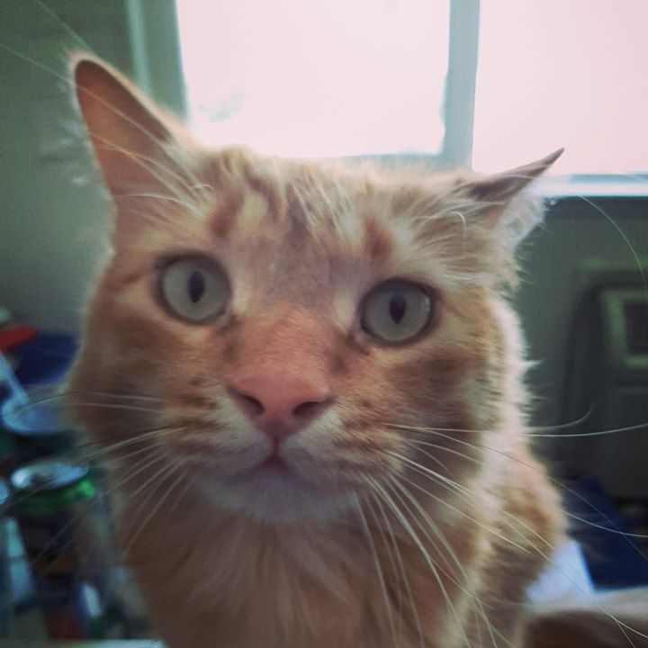 Joshua