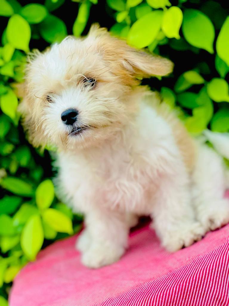 Albert