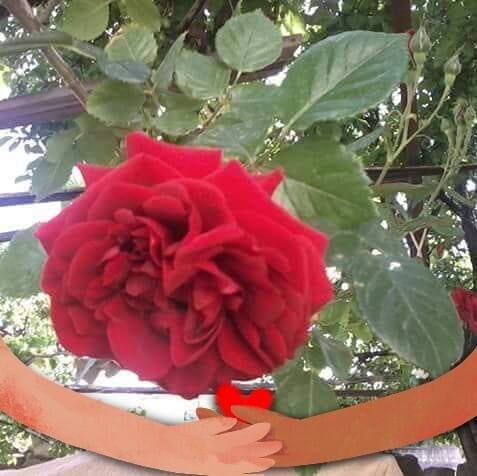 Mert