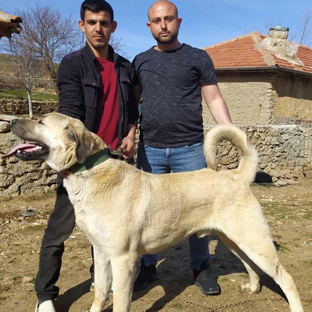 Emrah
