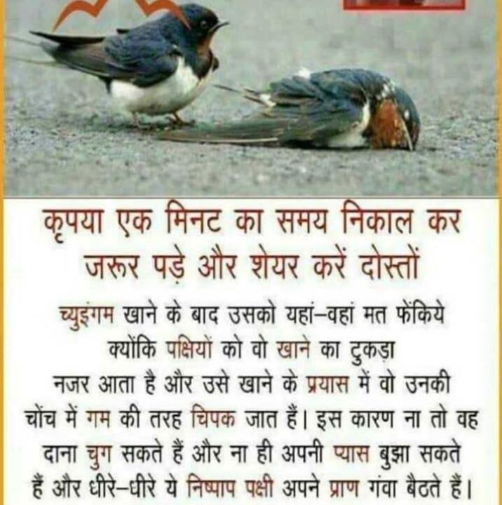 Mangi