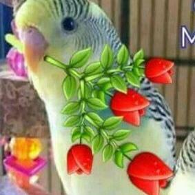 Rao