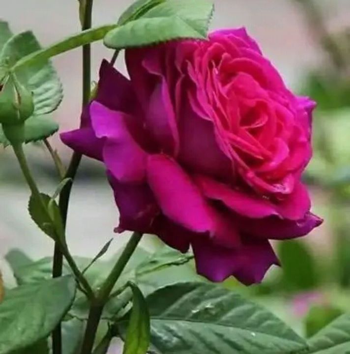 Vishal