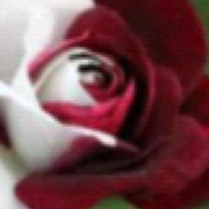 Francess