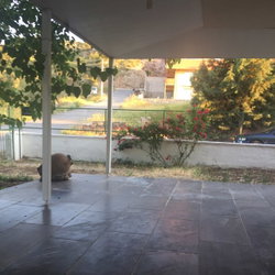 Ayşegül
