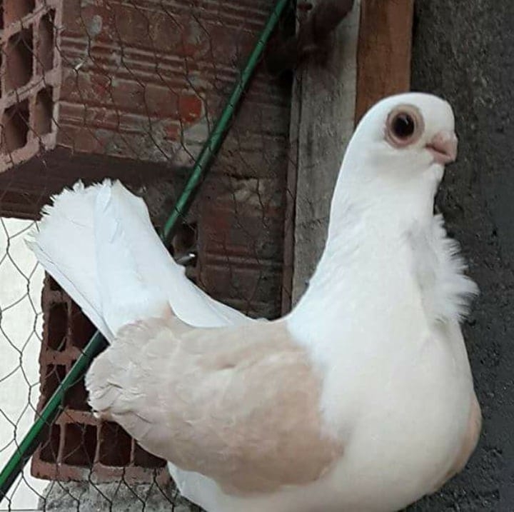 Oluruna