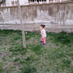 Halis
