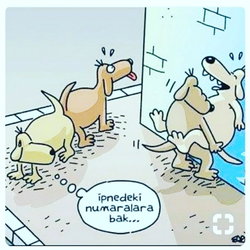 Selim