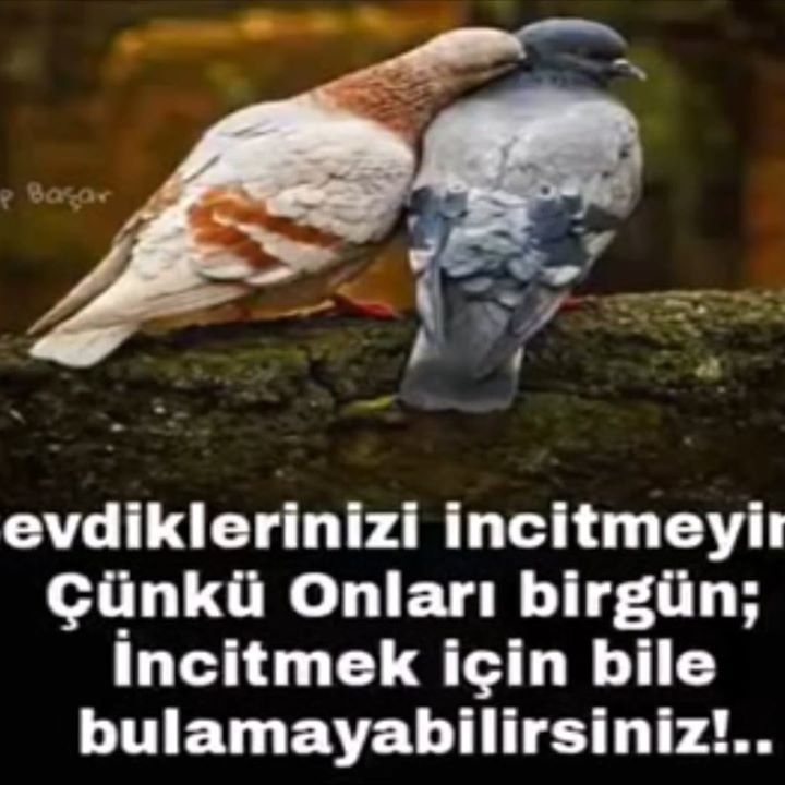 Turgut