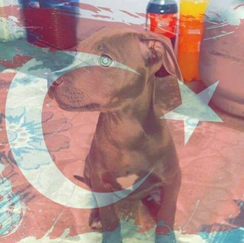 Ali