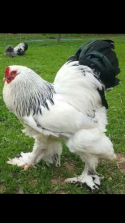 Ergün