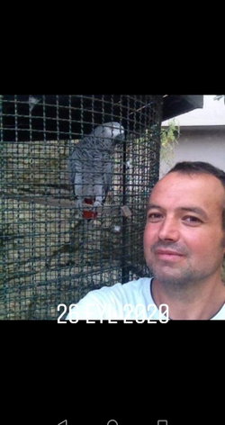 Mahmut