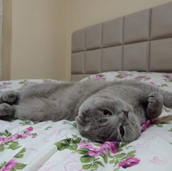 Aslı