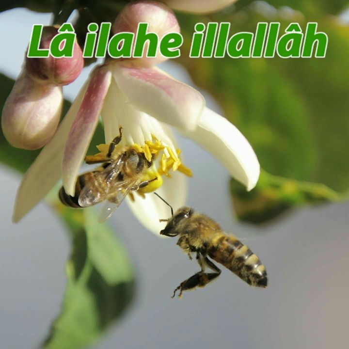 Yılmaz