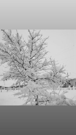 Şahin