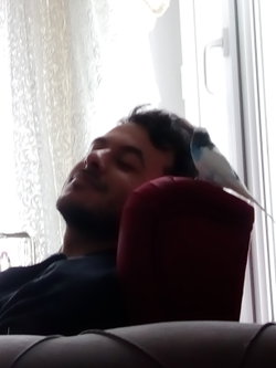 Kadir