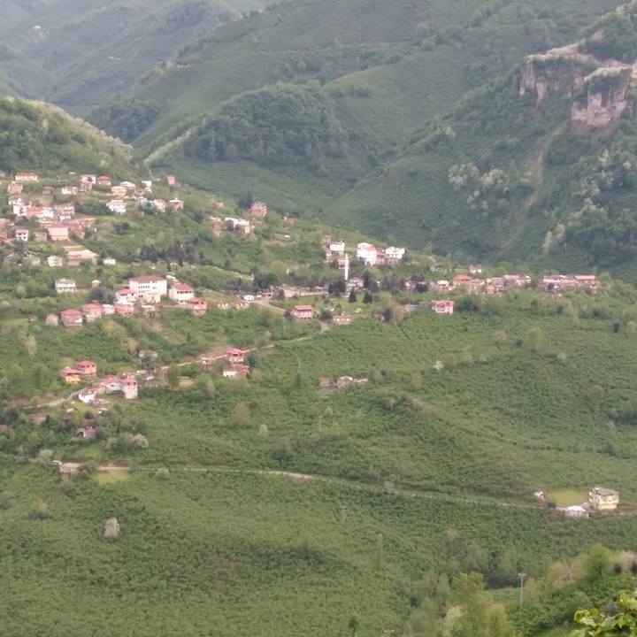Neco