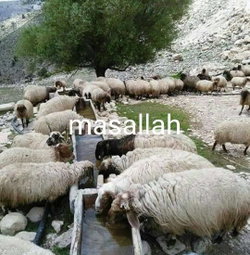 Ramazan