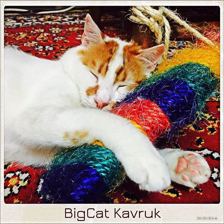 BigCat