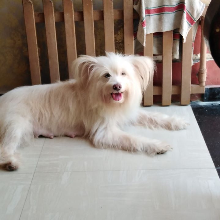 Akhil