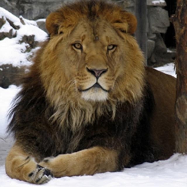 Haydar
