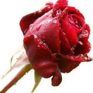 Nihat