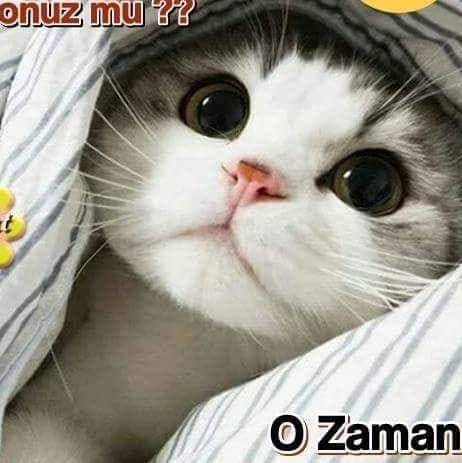 Zeynep