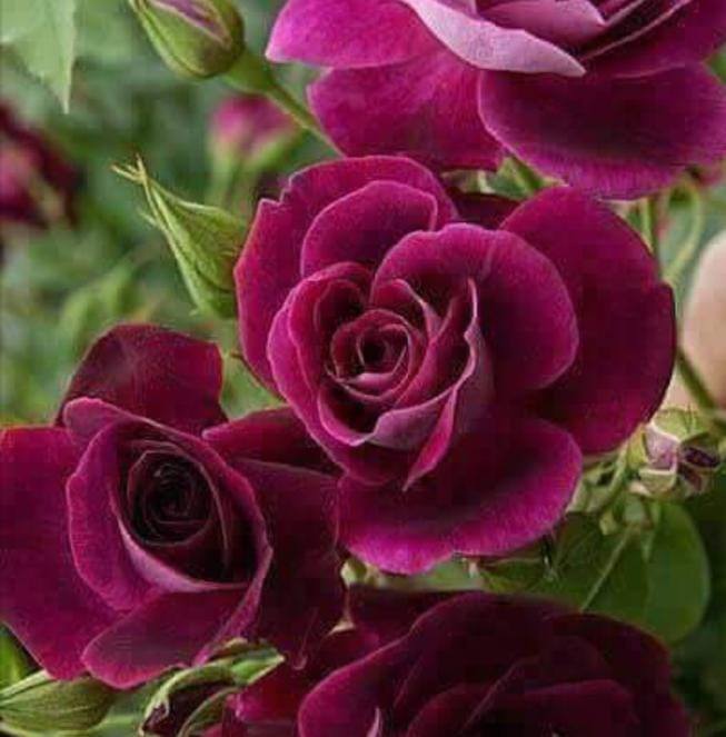 Ebru