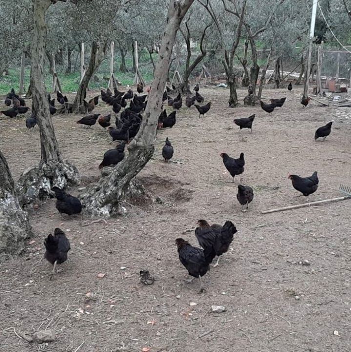 Ortaklar