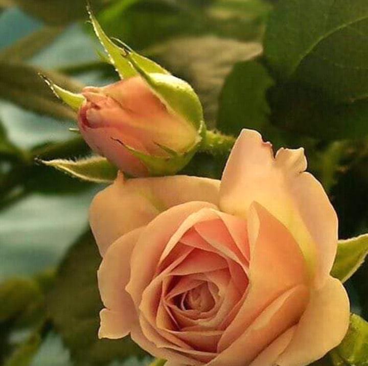 Tanveer
