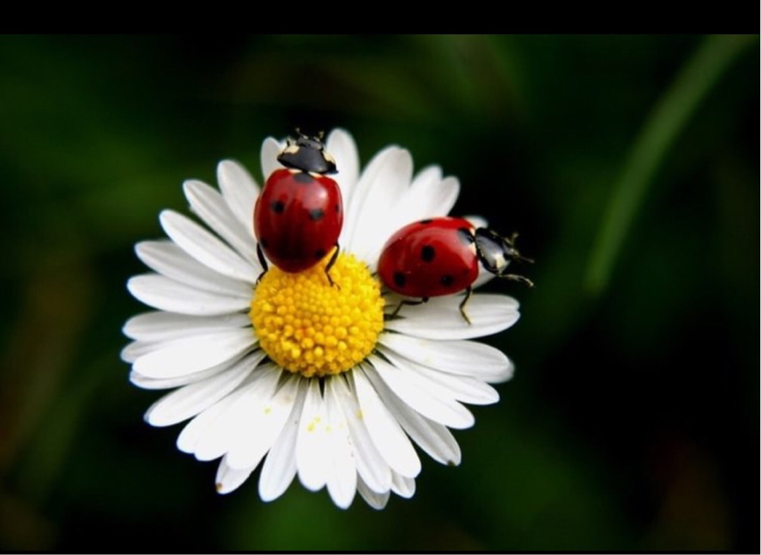 Merve