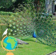 Enes