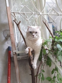 Yasemin