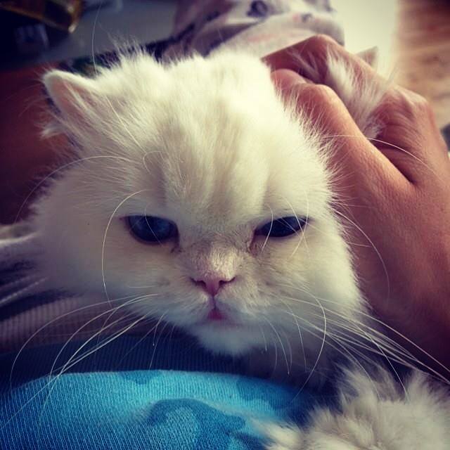 Sultan