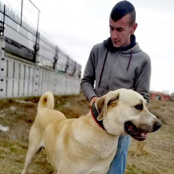 Köpekçi