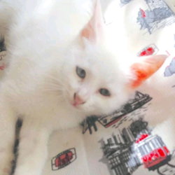 Filiz