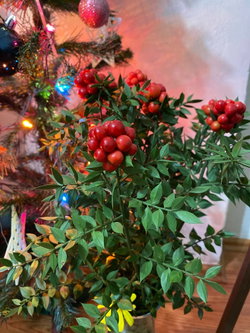 Ayşegül
