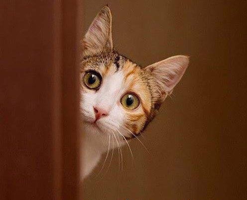 Kitty