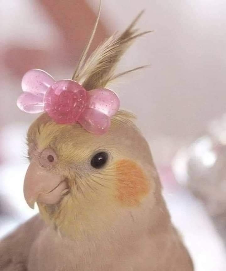 Mônica