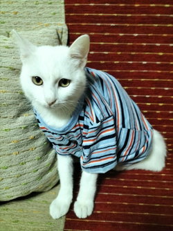 Ahmet
