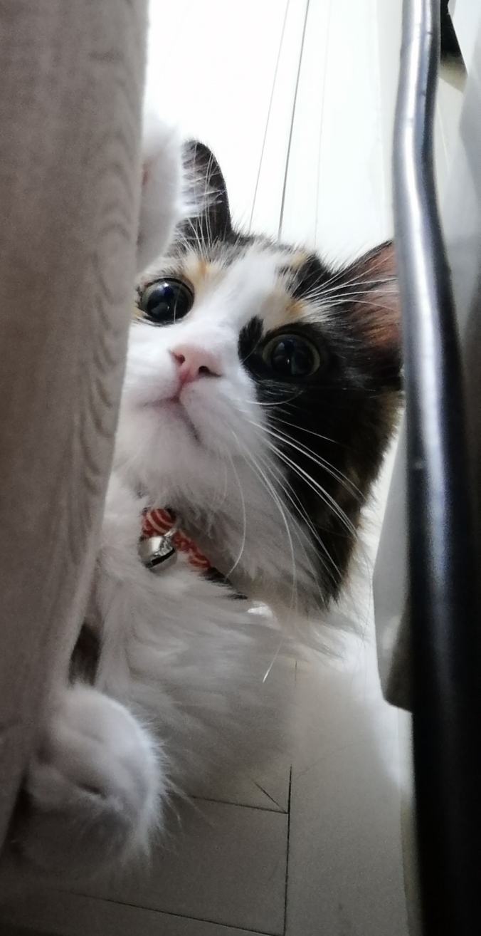 Sibel