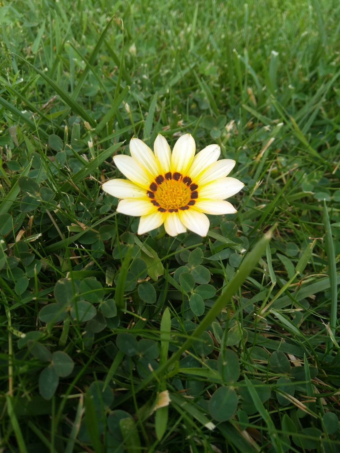 Burak
