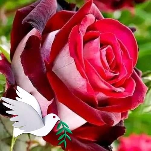 Jitendar