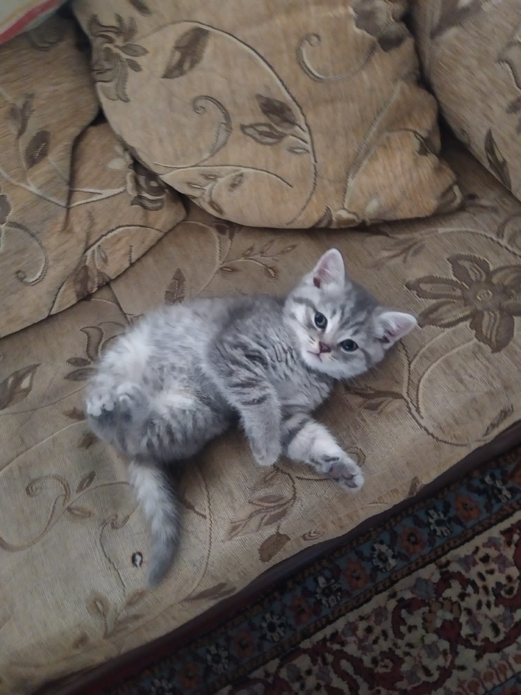 Öznur