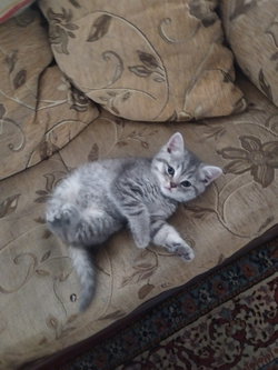 Öznur