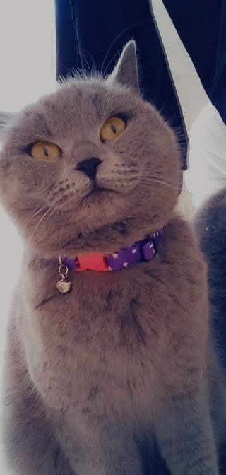 Hatice